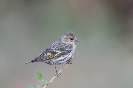 Photo for Pine siskin sitting on a perch - Royalty Free Image