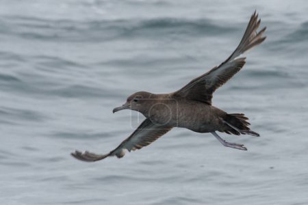 Sooty shearwater flying over the ocean