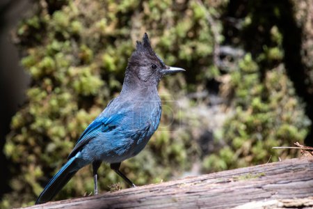 Photo for Steller's jay in the forest - Royalty Free Image