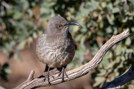 Photo for Curve-billed thrasher on a perch - Royalty Free Image