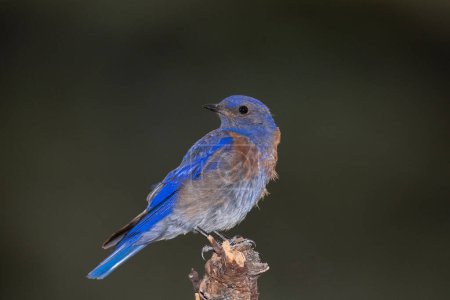 Photo for Western bluebird on a perch - Royalty Free Image