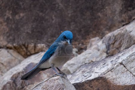 Photo for Mexican scrub jay on a rock - Royalty Free Image