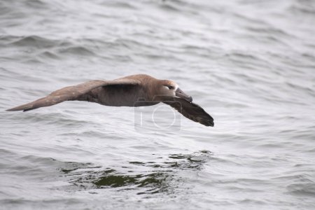 Foto de Albatros de patas negras volando sobre el océano - Imagen libre de derechos