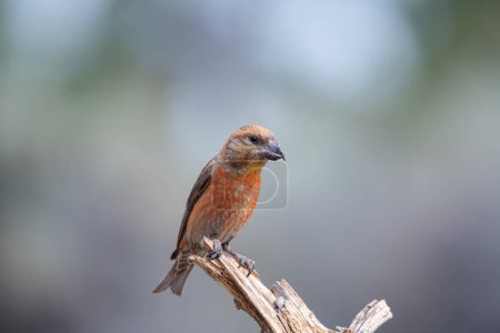 Photo for Red crossbill on a perch - Royalty Free Image