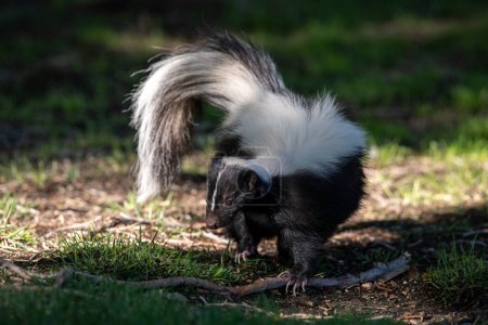 Photo for Stripped skunk closeup in the morning - Royalty Free Image