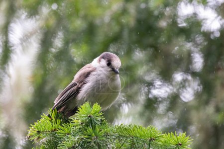 Photo for Canada jay sitting on a perch - Royalty Free Image