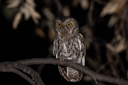 Téléchargez les photos : Chouette hurlante murmurée assise sur une perche la nuit - en image libre de droit