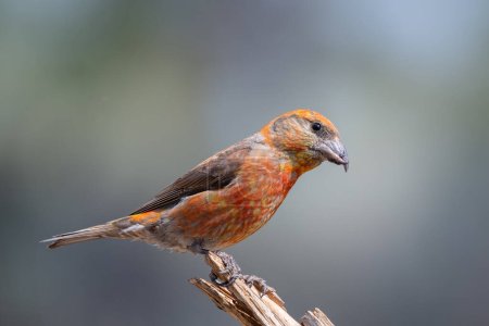 Red crossbill on a perch