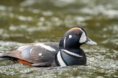 Photo for Male harlequin duck in a river - Royalty Free Image