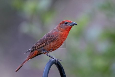 Hepatic tanager sitting on a perch