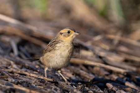 Saltmarsh sparrow in the marsh