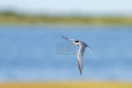 Photo for Least tern flying over marsh - Royalty Free Image