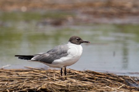 Photo for Laughing gull on reeds in marsh - Royalty Free Image
