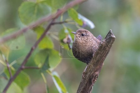 Photo for Winter wren on a perch - Royalty Free Image