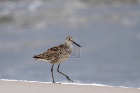 Photo for Willet walking on an beach in the morning - Royalty Free Image
