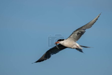 Photo for Caspian tern flying with it's catch - Royalty Free Image
