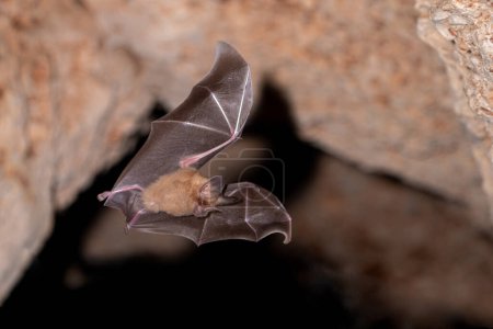 Photo for Cozumelan golden bat flying in cave - Royalty Free Image