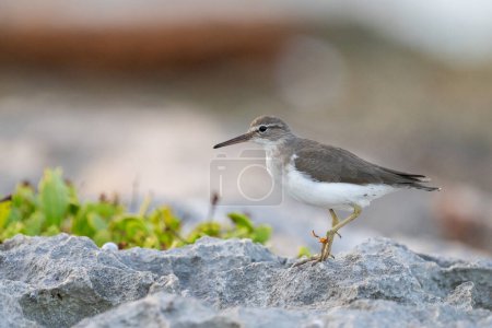 Photo for Nonbreeding spotted sandpiper on a rock - Royalty Free Image