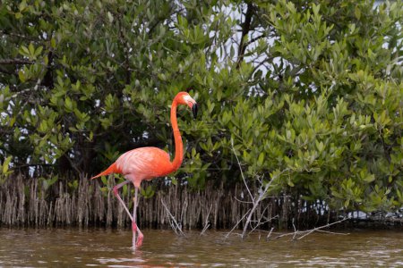 Téléchargez les photos : Flamant rose américain par mangrove - en image libre de droit