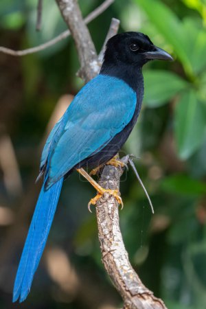 Photo for Yucatan jay on a perch - Royalty Free Image