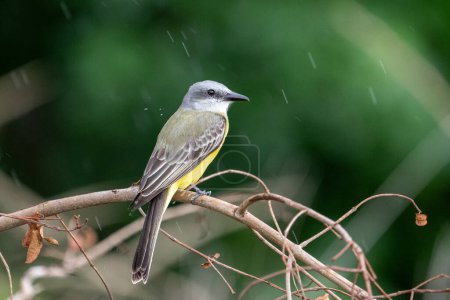 Photo for Tropical kingbird on a perch - Royalty Free Image