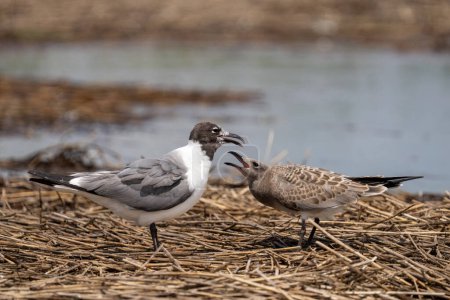 Photo for Laughing gull feeding its chick - Royalty Free Image