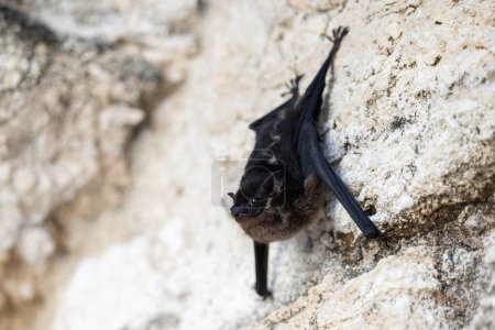 Foto de Mayor murciélago alado de saco colgando boca abajo - Imagen libre de derechos