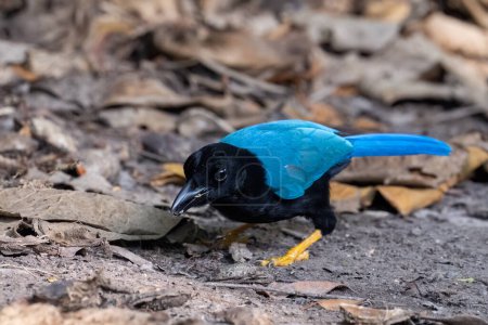 Photo for Yucatan jay on the ground - Royalty Free Image
