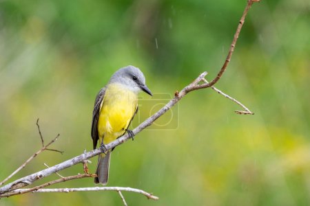 Photo for Tropical kingbird on a perch - Royalty Free Image