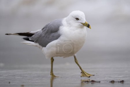 Photo for Ring-billed gull walking on beach - Royalty Free Image
