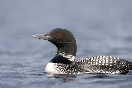 Common loon in a lake