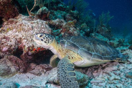 Téléchargez les photos : Bouilloire verte dans le récif corallien - en image libre de droit