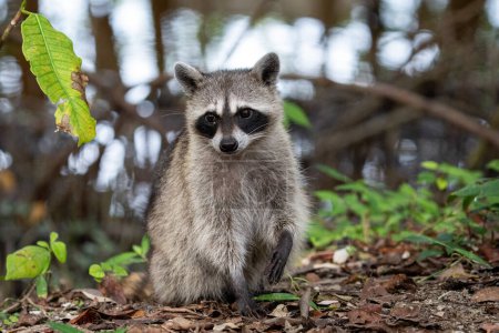 Photo for Common raccoon in mangrove forest - Royalty Free Image