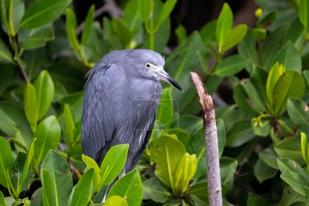 Photo for Little blue heron in mangrove forest - Royalty Free Image