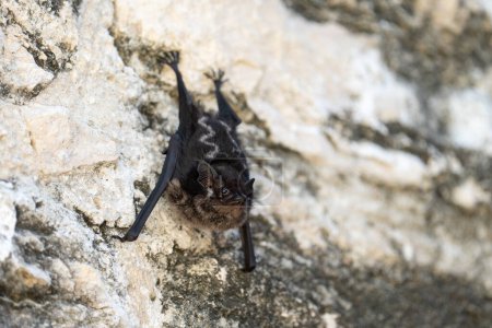 Foto de Mayor murciélago alado de saco colgando boca abajo - Imagen libre de derechos