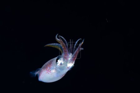 Photo for Squid with it's tentacles spread out - Royalty Free Image