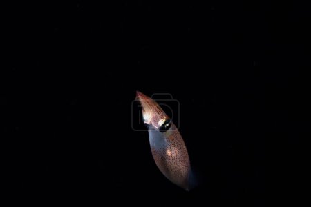 Photo for Squid swimming in a dark ocean - Royalty Free Image