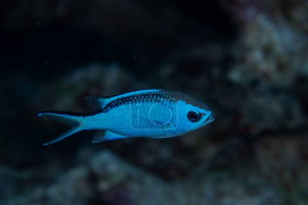 Téléchargez les photos : Le chrome bleu nage dans le récif corallien - en image libre de droit