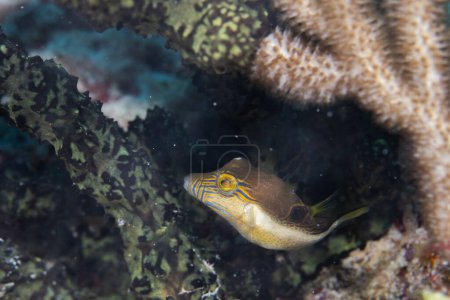 Foto de Agudo nariz hinchada nadando en el arrecife - Imagen libre de derechos