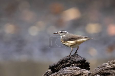 Photo for Northern waterthrush in a muddy marsh - Royalty Free Image