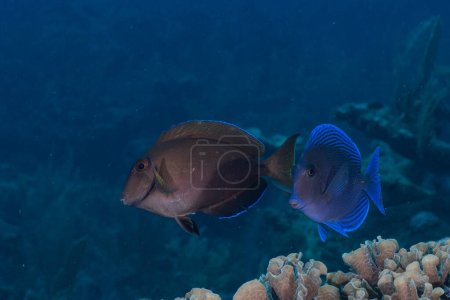 Téléchargez les photos : Tang bleu atlantique nageant à côté de poissons chirurgiens océaniques - en image libre de droit