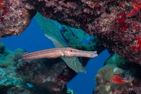 Photo for Western Atlantic trumpetfish on coral reef - Royalty Free Image