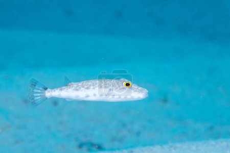 Téléchargez les photos : Bandtail puffer nager dans le récif - en image libre de droit