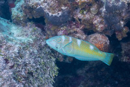 Photo for Puddingwife swimming in coral reef - Royalty Free Image