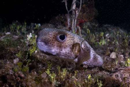 Téléchargez les photos : Spotfin Porcupinefish nageant dans le récif - en image libre de droit