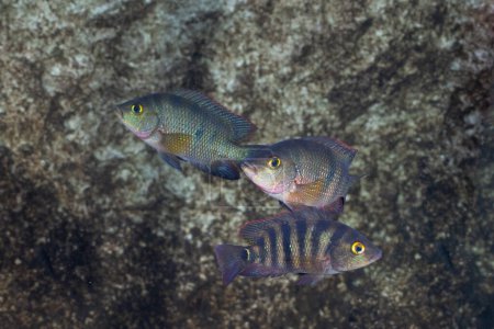 Photo for Mayan cichlid in mangrove habitat - Royalty Free Image