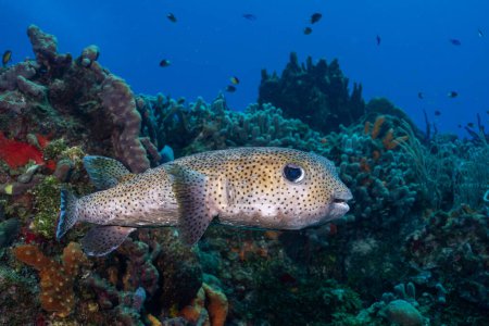 Téléchargez les photos : Porcupinefish nageant dans le récif - en image libre de droit