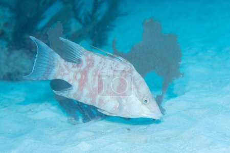 Téléchargez les photos : Hogfish juvénile nageant dans le récif - en image libre de droit