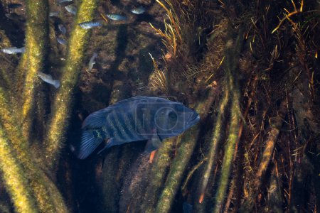 Photo for Mayan cichlid in mangrove habitat - Royalty Free Image
