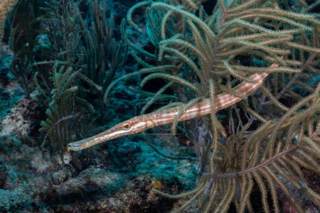 Photo for Western Atlantic trumpetfish on coral reef - Royalty Free Image